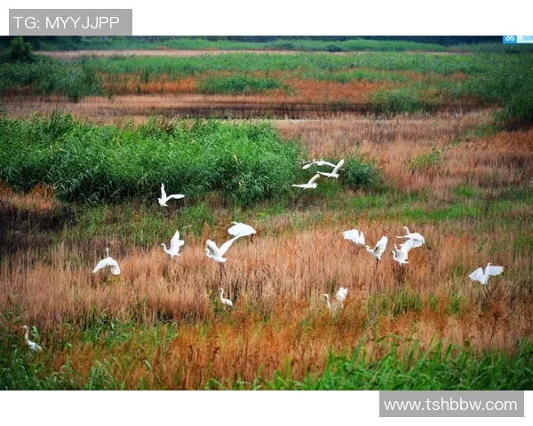 布莱克尼的魅力探寻：揭示这座城市的历史与文化之美
